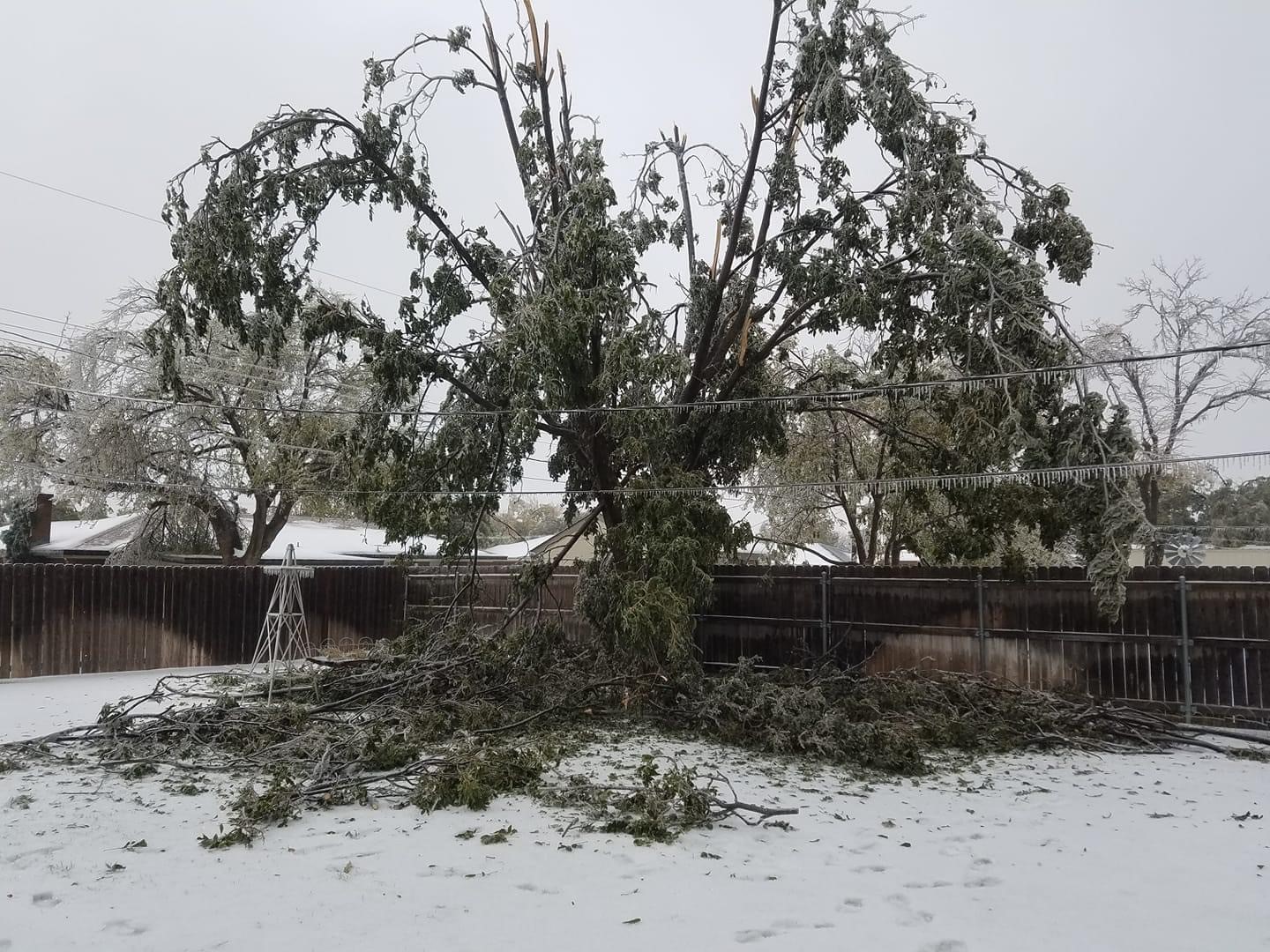 An ice storm intensely damaged this pecan tree. 